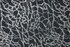 Starlight Kinetic Sta05 Blacklight Broadloom