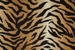 Wildlife Bengal Wld03 Natural